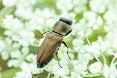 Anthaxia umbellatarum