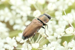 Anthaxia umbellatarum