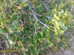 Ternstroemia brasiliensis