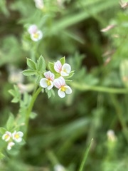 Ornithopus perpusillus