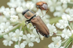 Anthaxia umbellatarum