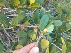 Ternstroemia brasiliensis