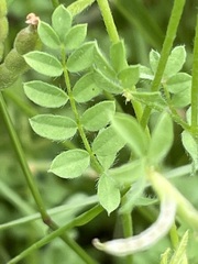 Ornithopus perpusillus