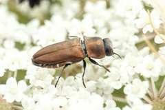 Anthaxia umbellatarum