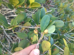 Ternstroemia brasiliensis