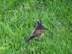 Turdus eunomus