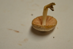 Pluteus americanus