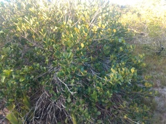 Ternstroemia brasiliensis