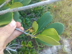 Ternstroemia brasiliensis