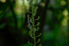 Image of Malaxis maianthemifolia