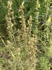 Ornithopus perpusillus