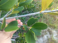 Ternstroemia brasiliensis