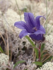 Campanula dasyantha