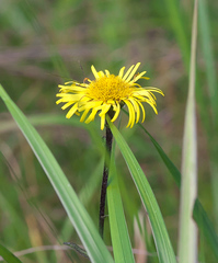 Inula ciliaris