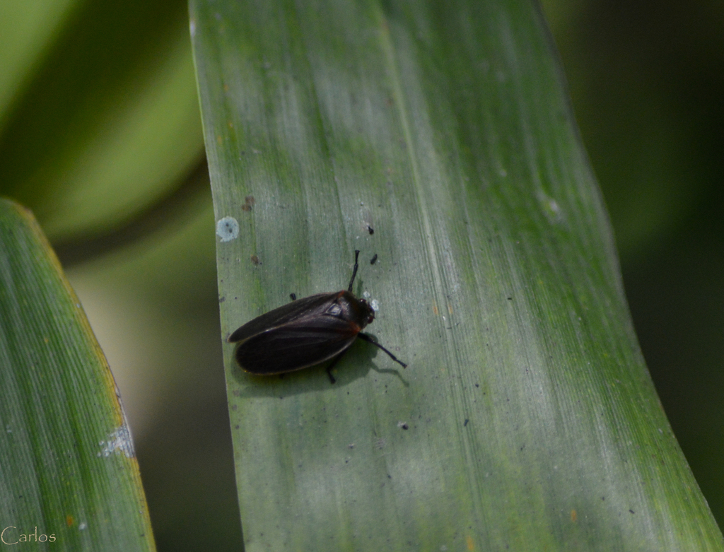 Iphirhina sepulchralis