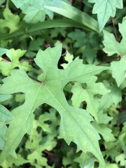 Vitis palmata