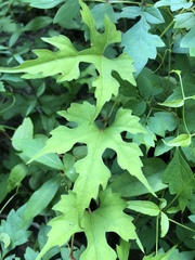 Vitis palmata
