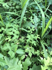 Vitis palmata
