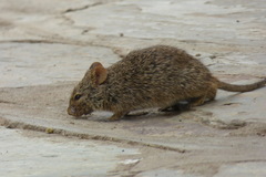 Arvicanthis niloticus