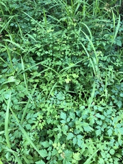 Vitis palmata