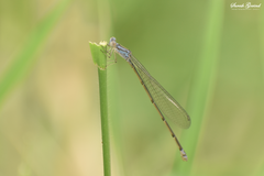 Archibasis oscillans