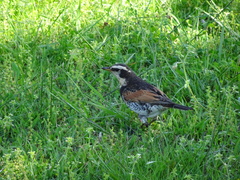 Turdus eunomus