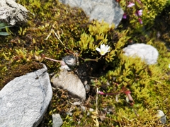 Dichodon cerastoides