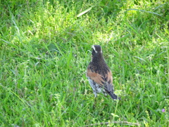 Turdus eunomus