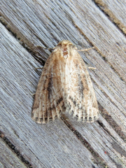 Photedes panatela