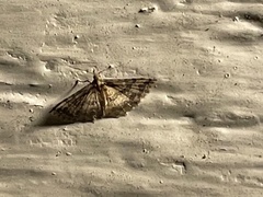 Pterotopteryx dodecadactyla