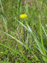 Inula ciliaris
