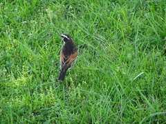 Turdus eunomus