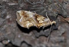 Plusiodonta