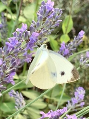 Pieris mannii