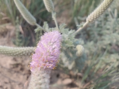 Dalea villosa