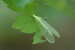 Meleoma emuncta