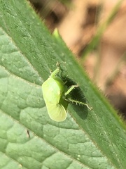 Gypona melanota