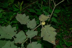 Solanum myriacanthum