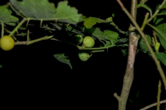 Solanum myriacanthum