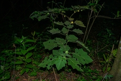 Solanum myriacanthum