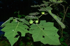 Solanum myriacanthum