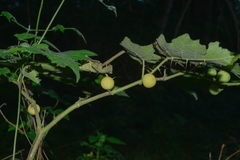 Solanum myriacanthum