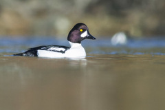 Bucephala clangula × islandica