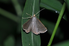 Plesiomorpha