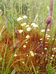 Splachnum luteum