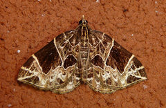 Gandaritis atricolorata
