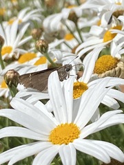 Torbenlarsenia gemella