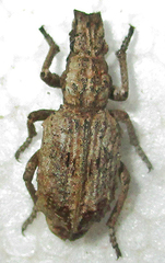 Microcerus