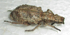 Microcerus