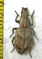 Microcerus